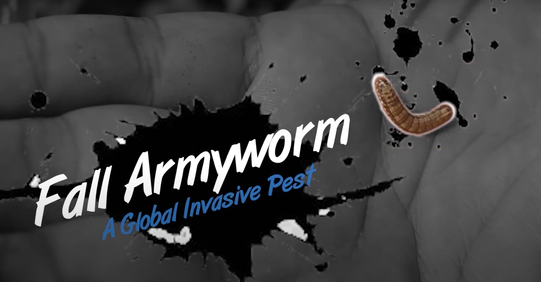 Fall Armyworm Detetection, Monitoring, and Management