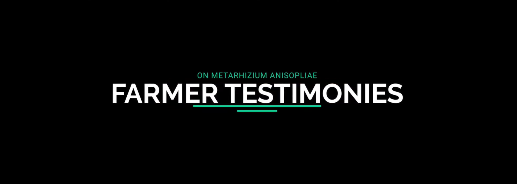 Farmer Testimonials - Metarizhium on Coffee Borer