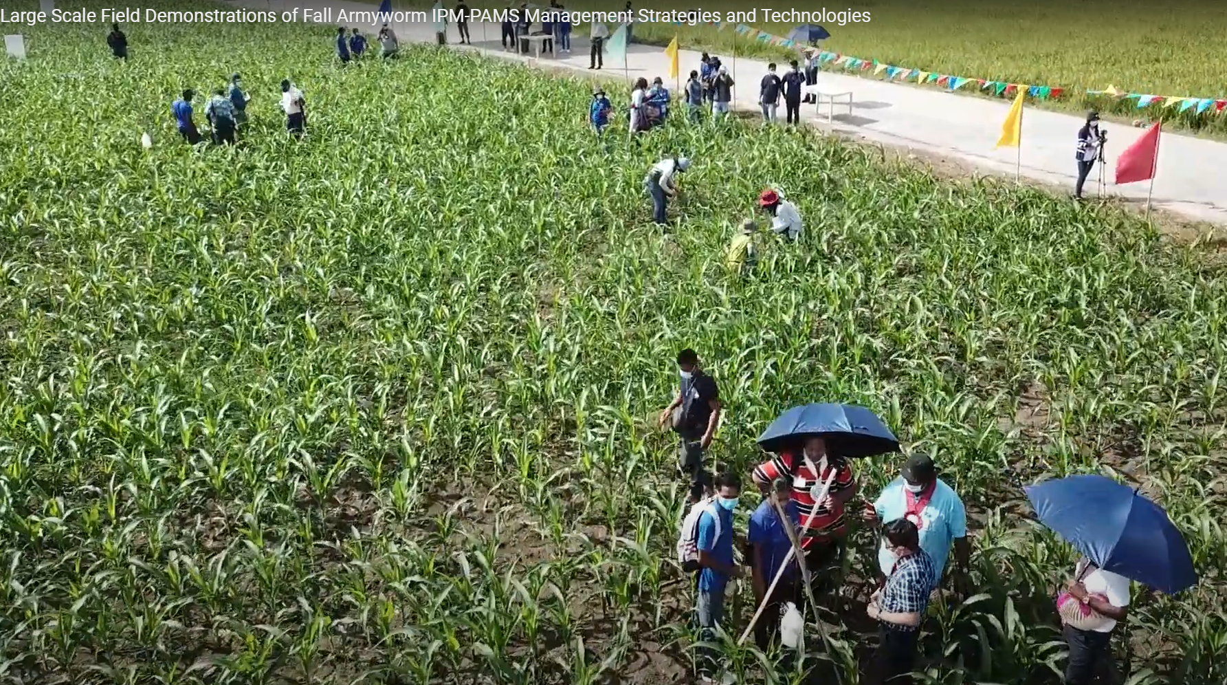 Large Scale Field Demonstrations of Fall Armyworm IPM-PAMS Management Strategies and Technologies