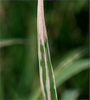 pest-information-bacterial-leaf-blight XCXX