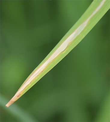 Bacterial Leaf Blight