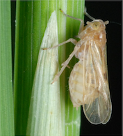 pest-information-brown-planthopper (1)