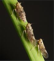 pest-information-brown-planthopper (4)