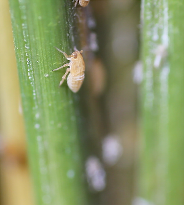 Brown planthopper