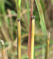 pest-information-leaf-blast