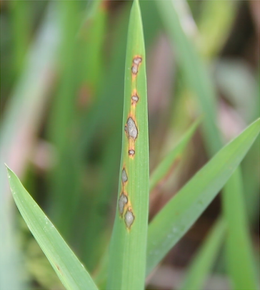 pest-information-leaf-blastIIX